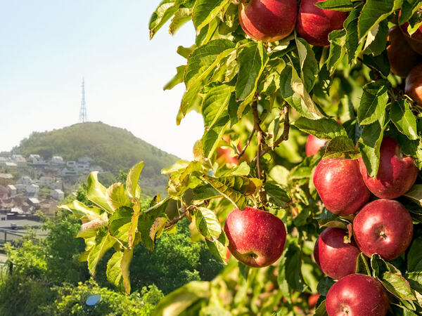 Et epletre som står i Egersund