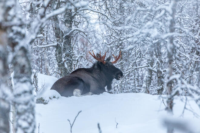 BARDU_WINTER_NLE_052