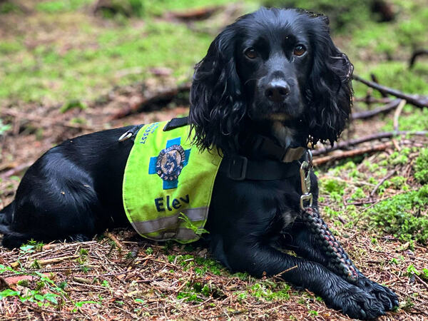 Hund som ligger ute i skogen