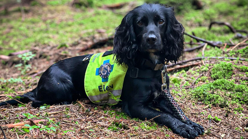 Hund som ligger ute i skogen