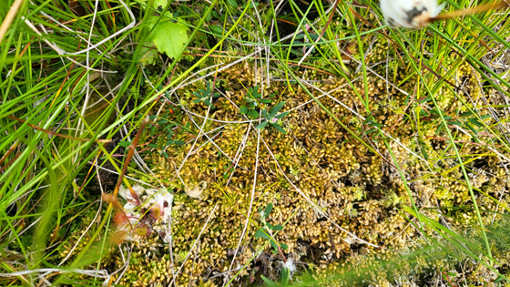 Klettelva-20260804_193153.jpg
