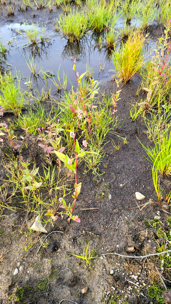 Klettelva-20260804_192015.jpg