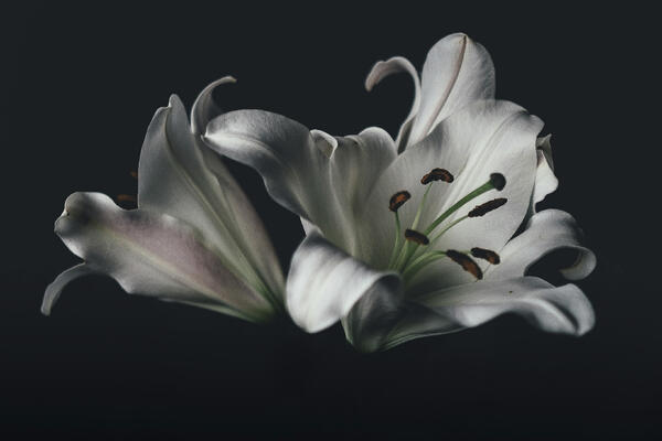 Foto: Unsplash.com Foto: Unsplash.com