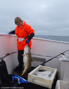 Nordisk Mesterskap i havfiske, Sørvær