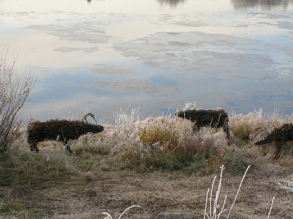 Karasjok, rein, står på elvebredden, frost Karasjok, rein, står på elvebredden, frost