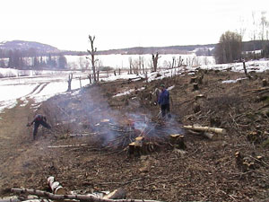 Skjøtsel løveng vinter 2003. Foto: Arild Andresen